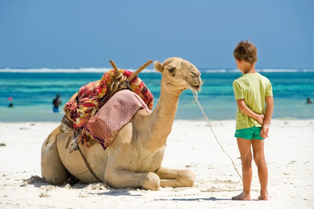 Amazing 4 Days Sharm El Sheikh From 320$ - Trip Light Tours