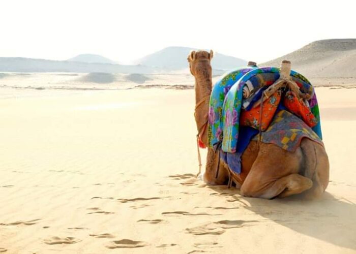 Cool Desert Safari In Sharm El Sheikh $50 - Trip Light Tours